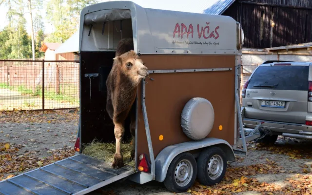 Do olomoucké zoo přicestovala samice velblouda dvouhrbého Margot a hned si potykala se zdejším stádem