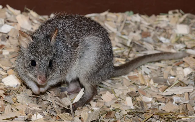 Zoo Olomouc získala nové klokánky. V přírodě jsou nadšenými houbaři