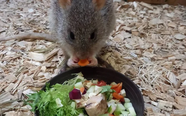 Zoo Olomouc získala nové klokánky. V přírodě jsou nadšenými houbaři