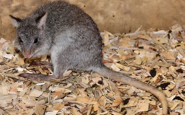 Zoo Olomouc získala nové klokánky. V přírodě jsou nadšenými houbaři