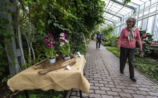 Vzácné druhy orchidejí představí výstava Klenoty pralesa ve Smetanových sadech