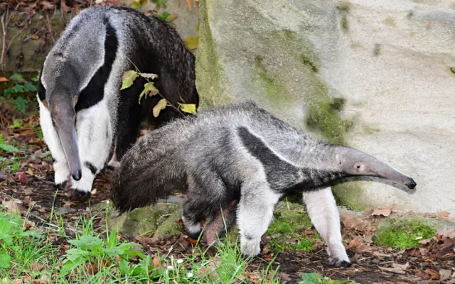 V olomoucké zoo lidé mohou vidět mravenečníka, který se narodil v březnu. Vrátil se do opraveného pavilonu