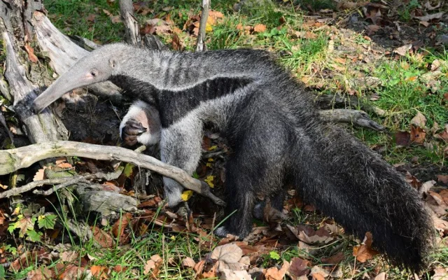 V olomoucké zoo lidé mohou vidět mravenečníka, který se narodil v březnu. Vrátil se do opraveného pavilonu