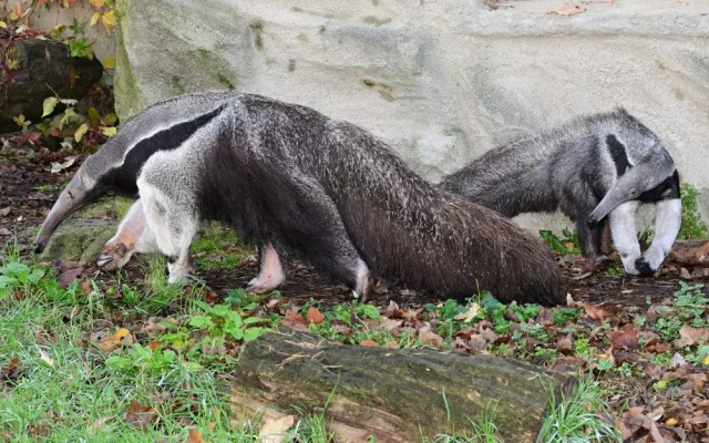 V olomoucké zoo lidé mohou vidět mravenečníka, který se narodil v březnu. Vrátil se do opraveného pavilonu