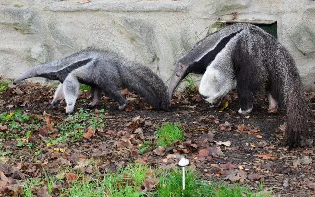 V olomoucké zoo lidé mohou vidět mravenečníka, který se narodil v březnu. Vrátil se do opraveného pavilonu