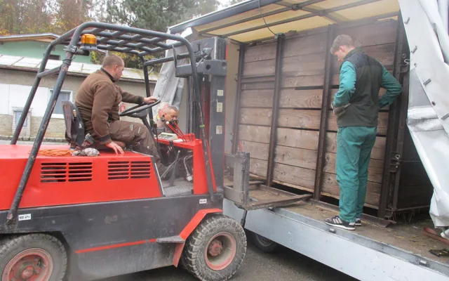 Na Svatý Kopeček dorazil statný Odin. Zoo získala samce vzácného pižmoně