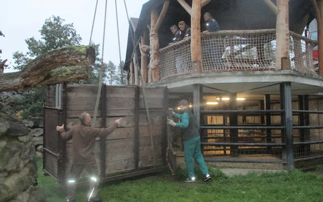 Na Svatý Kopeček dorazil statný Odin. Zoo získala samce vzácného pižmoně
