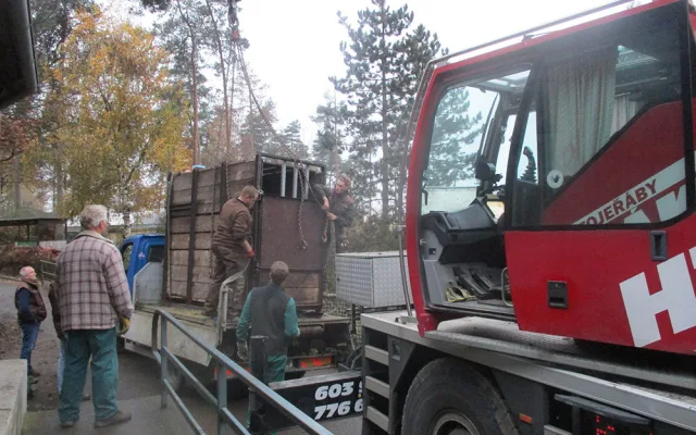 Na Svatý Kopeček dorazil statný Odin. Zoo získala samce vzácného pižmoně