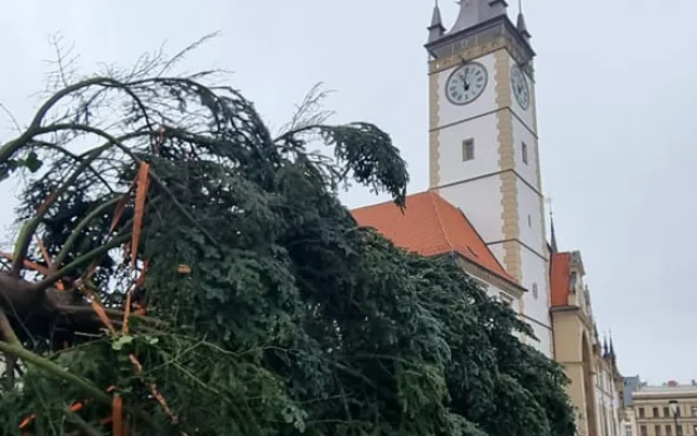 VIDEO: Do Olomouce dorazil vánoční strom. Je z Hluboček a čeká na své jméno