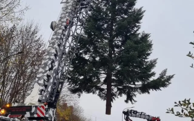 VIDEO: Do Olomouce dorazil vánoční strom. Je z Hluboček a čeká na své jméno