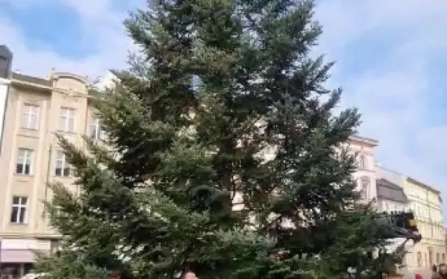 VIDEO: Do Olomouce dorazil vánoční strom. Je z Hluboček a čeká na své jméno