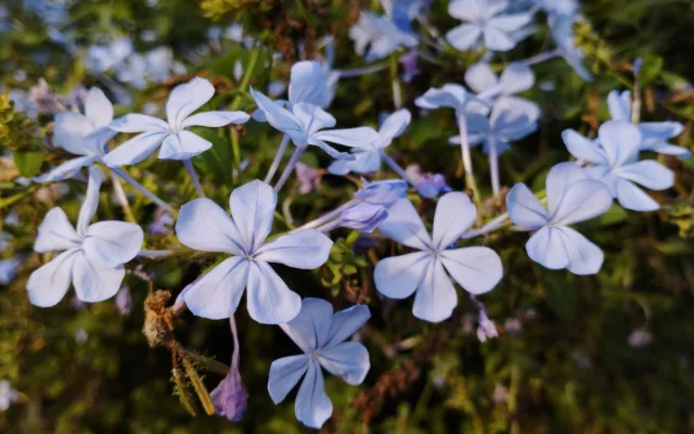 Skleníky s tropickými rostlinami budou na výstavišti  Flora v Olomouci otevřené i v prosinci