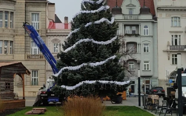 V Prostějově opět budí pozornost křivý vánoční stromeček. Už je to tradice, smějí se lidé