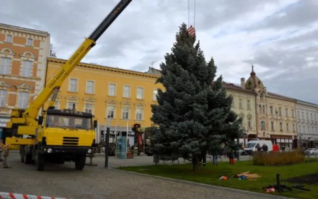 V Prostějově opět budí pozornost křivý vánoční stromeček. Už je to tradice, smějí se lidé