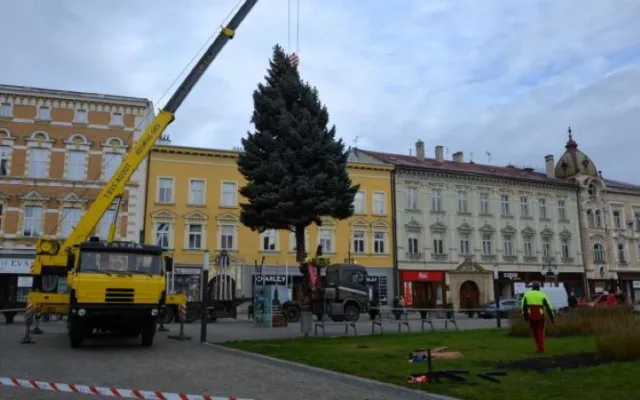 V Prostějově opět budí pozornost křivý vánoční stromeček. Už je to tradice, smějí se lidé