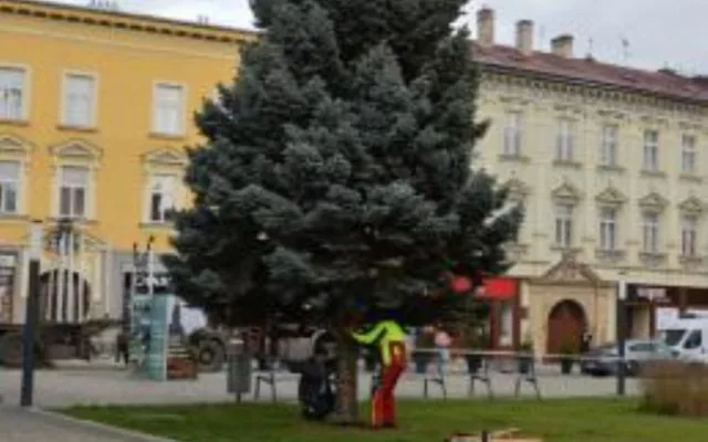 V Prostějově opět budí pozornost křivý vánoční stromeček. Už je to tradice, smějí se lidé