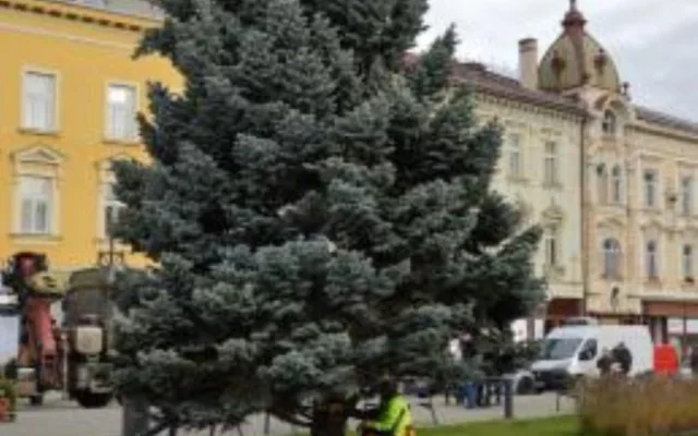V Prostějově opět budí pozornost křivý vánoční stromeček. Už je to tradice, smějí se lidé