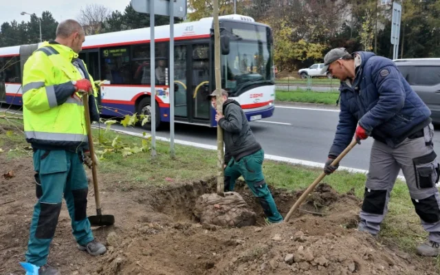 Nové stromy, záhony a trávníky. I takový byl olomoucký podzim