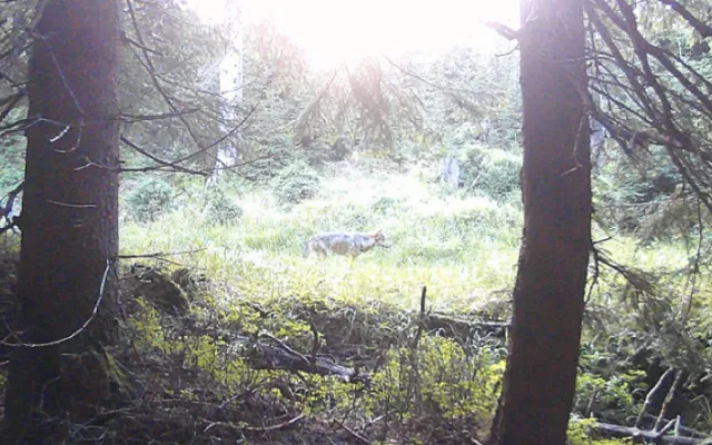 FOTO, VIDEO: V Jeseníkách kromě vlka a rysa sídlí také král nebes, orel skalní. Potvrdily to unikátní záběry