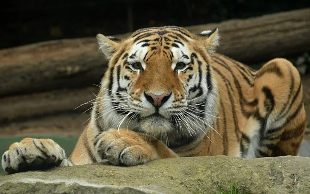 Budou na Svatém Kopečku zase tygřata? Olomoucká zoo rozběhla námluvy vzácných šelem
