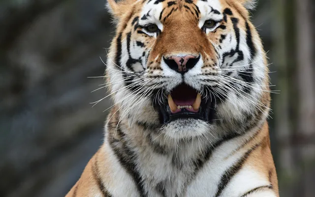 Budou na Svatém Kopečku zase tygřata? Olomoucká zoo rozběhla námluvy vzácných šelem