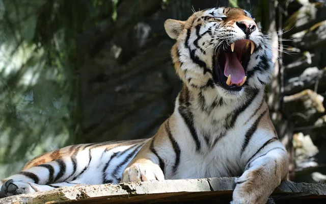 Budou na Svatém Kopečku zase tygřata? Olomoucká zoo rozběhla námluvy vzácných šelem