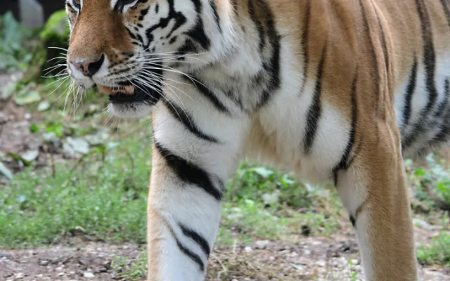 Budou na Svatém Kopečku zase tygřata? Olomoucká zoo rozběhla námluvy vzácných šelem