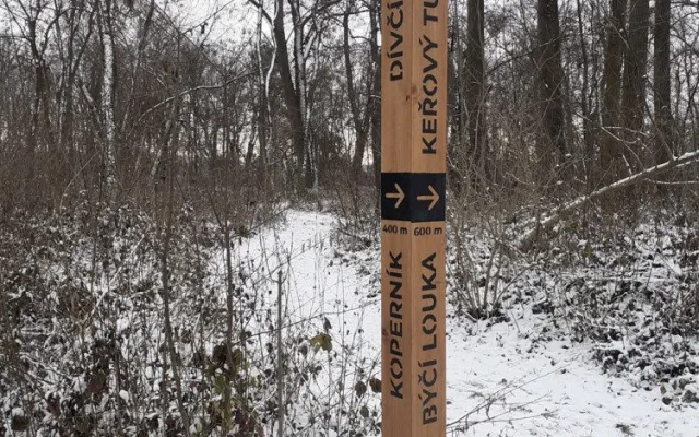 Chomoutov promění pěšinu v pohádkovou Vánoční stezku. Nabízí i dobrodružný keřový tunel