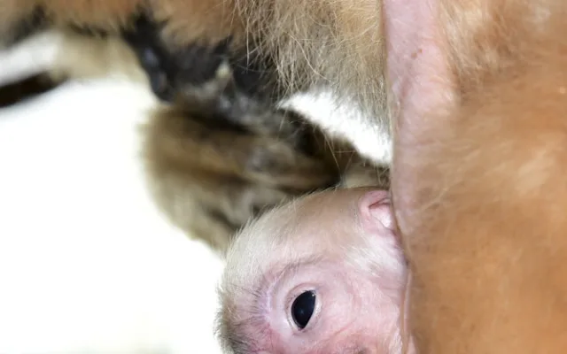 Vánoční radost v pavilonu opic. V Zoo Olomouc je k vidění maličké mládě gibona