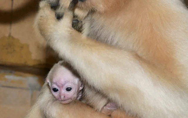 Vánoční radost v pavilonu opic. V Zoo Olomouc je k vidění maličké mládě gibona