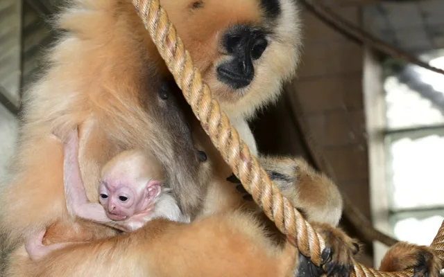 Vánoční radost v pavilonu opic. V Zoo Olomouc je k vidění maličké mládě gibona