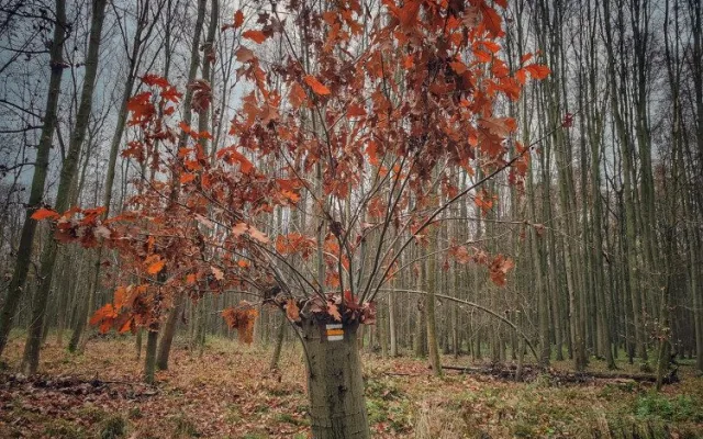 TIP NA VÝLET: Nenáročná procházka krásnou přírodou Pomoraví. Ideální na Silvestra nebo na Nový rok