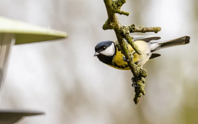 Ptačí hodinka láká stále více pozorovatelů. Zapojit se může každý