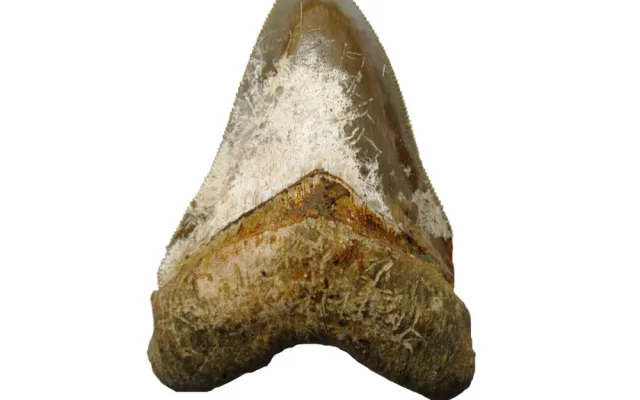 Zub-zraloka-druhu-Carcharocles-megalodon