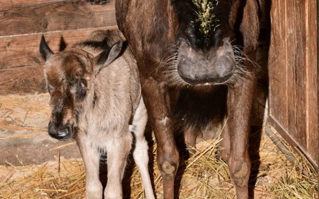 Prvním mládětem letošního roku je v olomoucké zoo čertice Kameba. Samička pakoně běloocasého