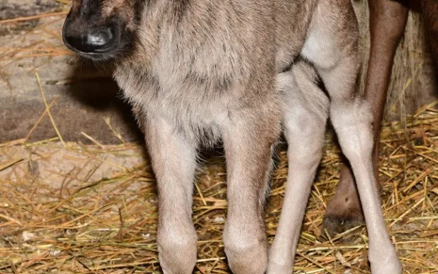 Prvním mládětem letošního roku je v olomoucké zoo čertice Kameba. Samička pakoně běloocasého