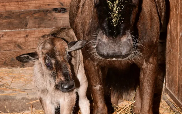 Prvním mládětem letošního roku je v olomoucké zoo čertice Kameba. Samička pakoně běloocasého