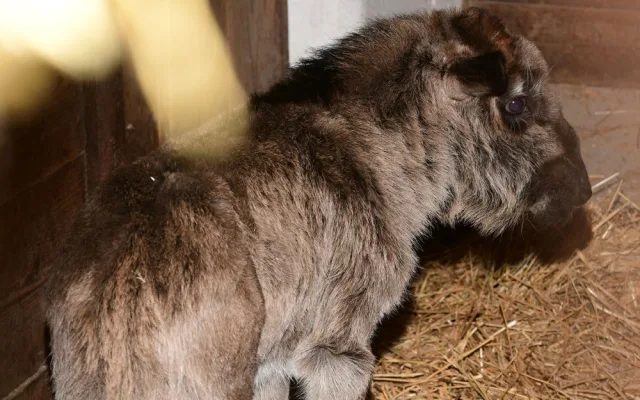Prvním mládětem letošního roku je v olomoucké zoo čertice Kameba. Samička pakoně běloocasého