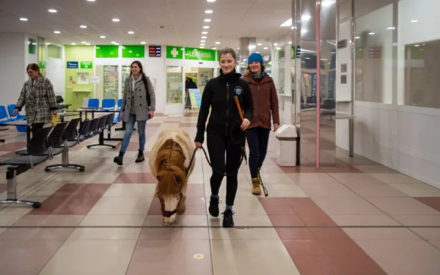 Poník Kulička přišel do olomoucké Fakultní nemocnice potěšit těžce zraněného chovatele koní