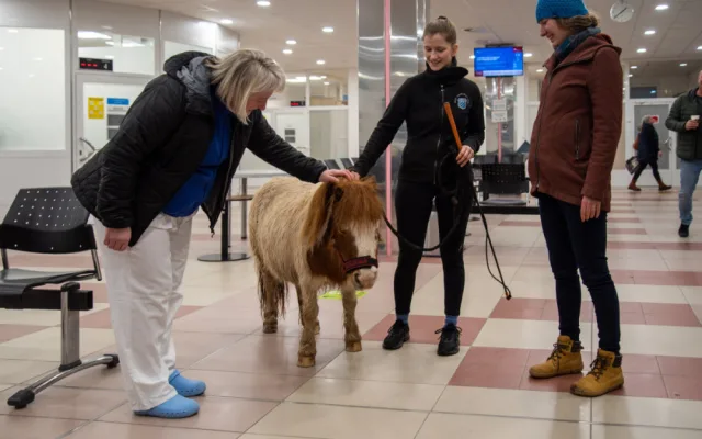 Poník Kulička přišel do olomoucké Fakultní nemocnice potěšit těžce zraněného chovatele koní
