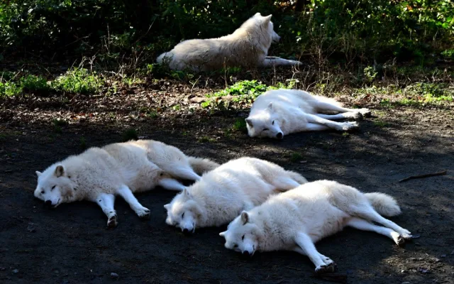 Kolik je kotulů nebo vlků? Návštěvníci Zoo na Svatém Kopečku počítají neposedná zvířata