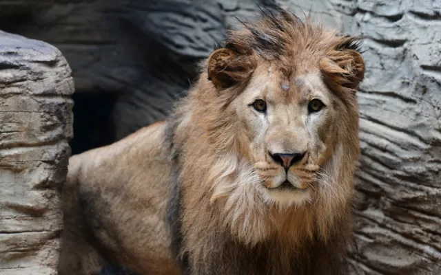 Kolik je kotulů nebo vlků? Návštěvníci Zoo na Svatém Kopečku počítají neposedná zvířata