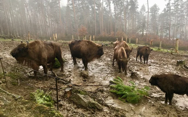 Stromečková snídaně. Na jehličnanech si pochutnávají zubři i velbloudi