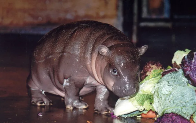 Olomoucká zoo se dnes rozloučila s šestatřicetiletou hrošicí Blankou. Odešla pomocí eutanázie