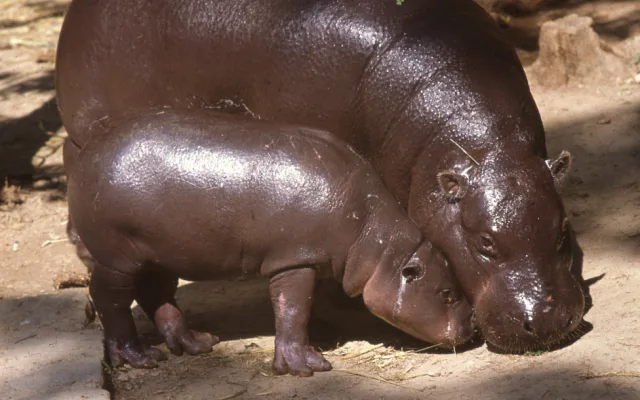 Olomoucká zoo se dnes rozloučila s šestatřicetiletou hrošicí Blankou. Odešla pomocí eutanázie