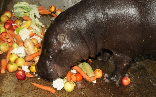 Olomoucká zoo se dnes rozloučila s šestatřicetiletou hrošicí Blankou. Odešla pomocí eutanázie