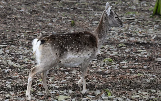 Samice vzácného daňka mezopotámského, který mále vyhynul, rozšířila stádo v olomoucké zoo. Přicestovala z Francie