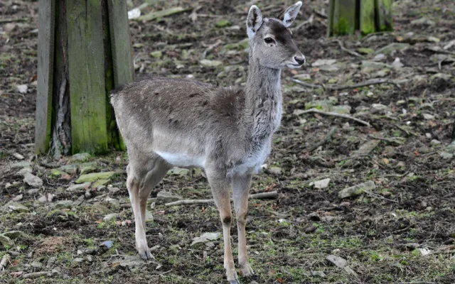 Samice vzácného daňka mezopotámského, který mále vyhynul, rozšířila stádo v olomoucké zoo. Přicestovala z Francie