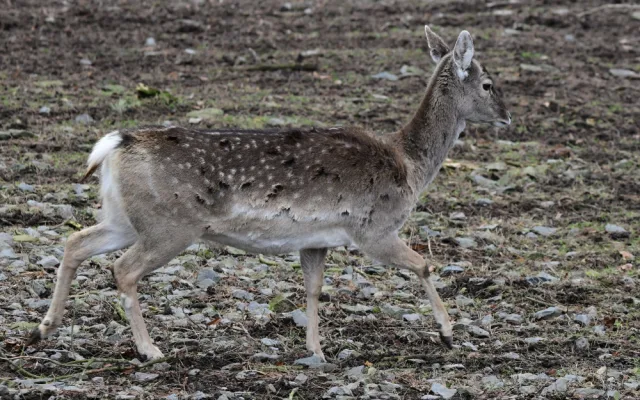 Samice vzácného daňka mezopotámského, který mále vyhynul, rozšířila stádo v olomoucké zoo. Přicestovala z Francie