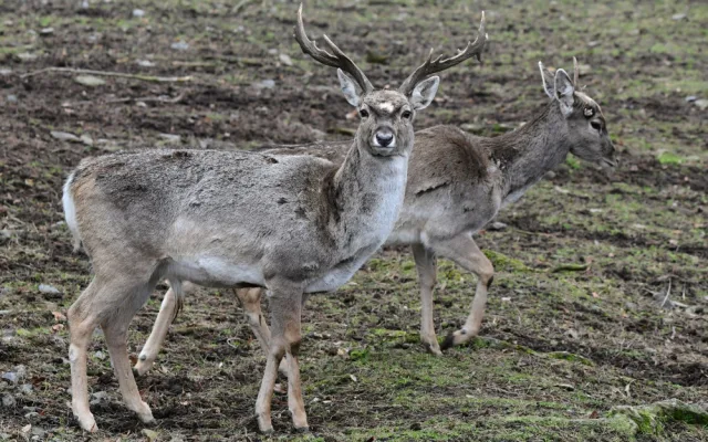 Samice vzácného daňka mezopotámského, který mále vyhynul, rozšířila stádo v olomoucké zoo. Přicestovala z Francie